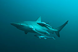 shark