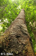 timber